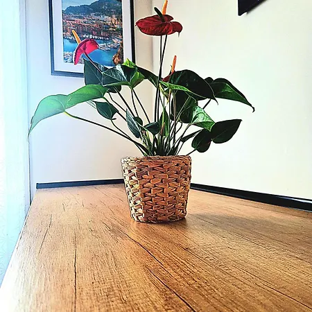 Nissalabella Apartman *